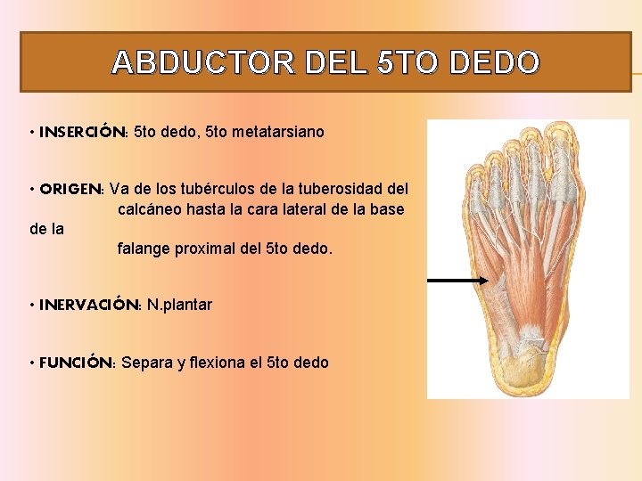 ABDUCTOR DEL 5 TO DEDO • INSERCIÓN: 5 to dedo, 5 to metatarsiano •