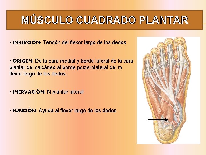 MÚSCULO CUADRADO PLANTAR • INSERCIÓN: Tendón del flexor largo de los dedos • ORIGEN: