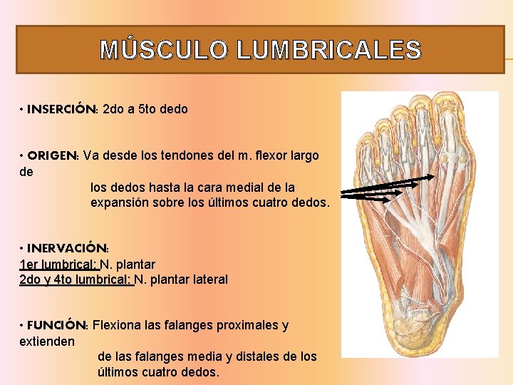 MÚSCULO LUMBRICALES • INSERCIÓN: 2 do a 5 to dedo • ORIGEN: Va desde