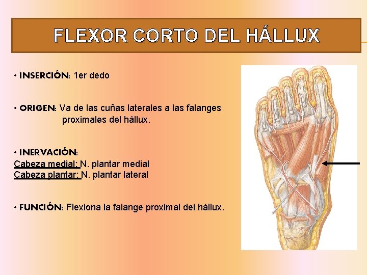 FLEXOR CORTO DEL HÁLLUX • INSERCIÓN: 1 er dedo • ORIGEN: Va de las