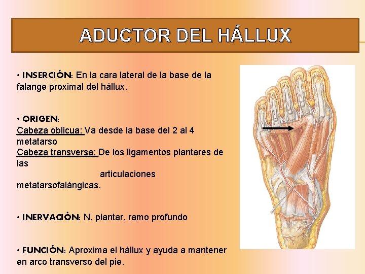 ADUCTOR DEL HÁLLUX • INSERCIÓN: En la cara lateral de la base de la