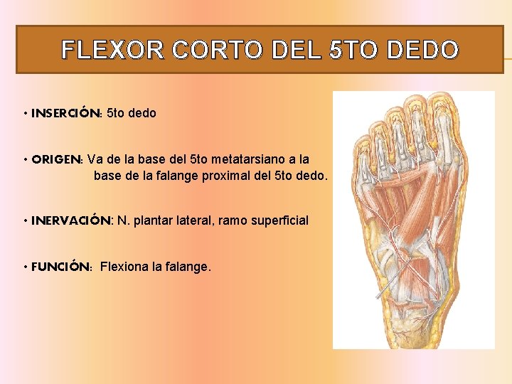 FLEXOR CORTO DEL 5 TO DEDO • INSERCIÓN: 5 to dedo • ORIGEN: Va