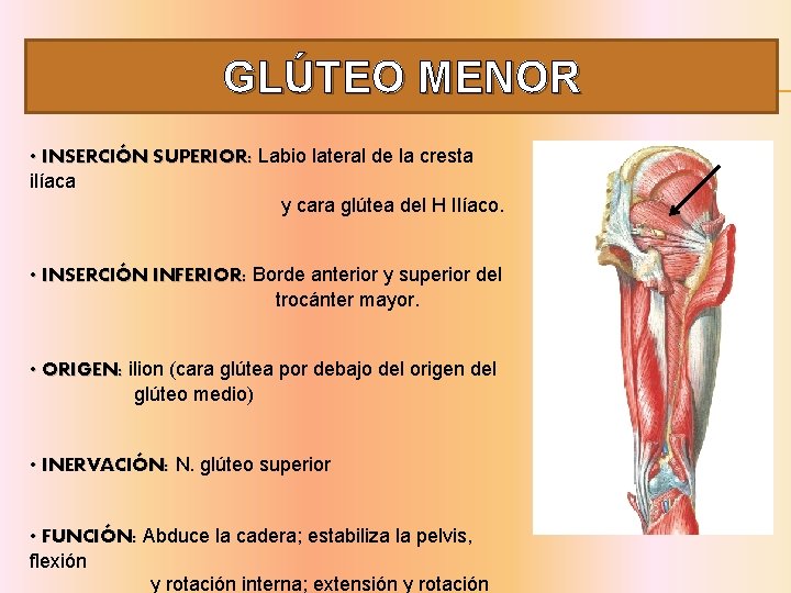 GLÚTEO MENOR • INSERCIÓN SUPERIOR: Labio lateral de la cresta ilíaca y cara glútea