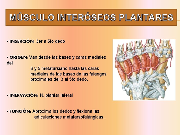 MÚSCULO INTERÓSEOS PLANTARES • INSERCIÓN: 3 er a 5 to dedo • ORIGEN: Van