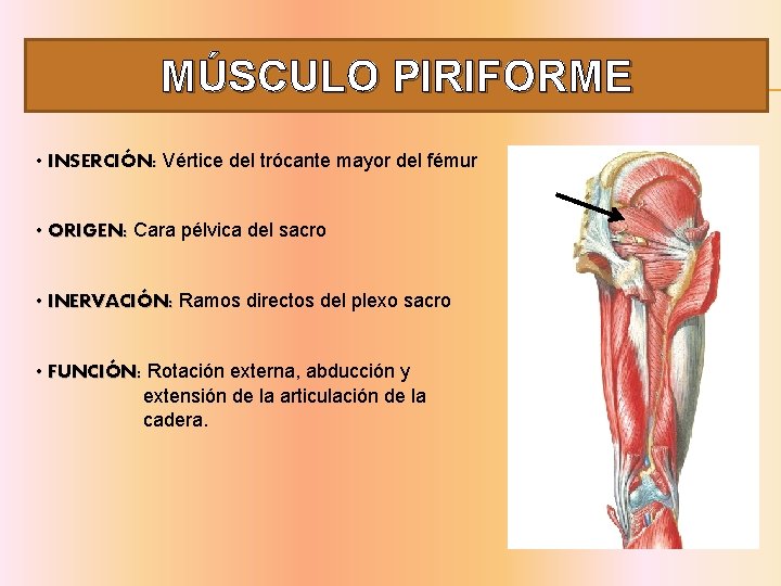 MÚSCULO PIRIFORME • INSERCIÓN: Vértice del trócante mayor del fémur • ORIGEN: Cara pélvica