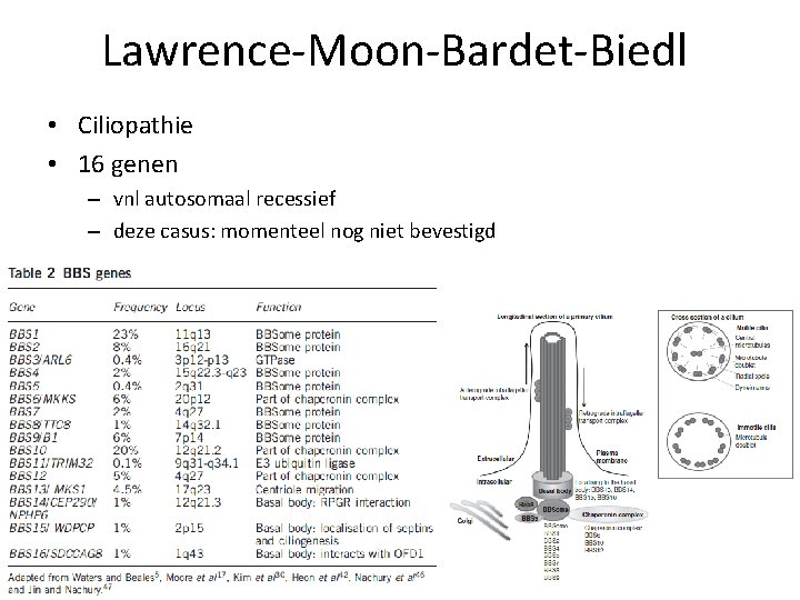 Lawrence-Moon-Bardet-Biedl • Ciliopathie • 16 genen – vnl autosomaal recessief – deze casus: momenteel