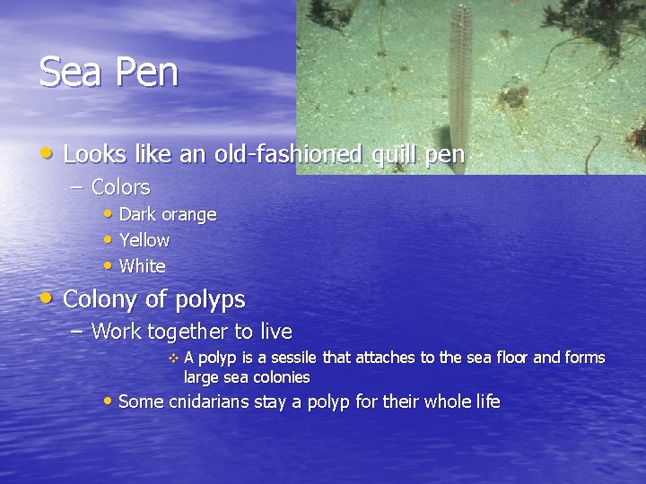 Sea Pen • Looks like an old-fashioned quill pen – Colors • Dark orange