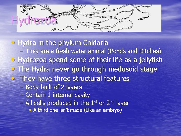 Hydrozoa • Hydra in the phylum Cnidaria – They are a fresh water animal