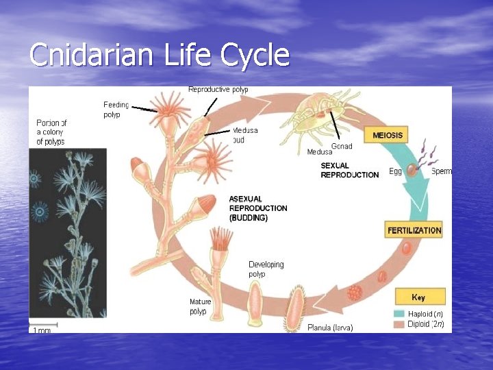 Cnidarian Life Cycle 