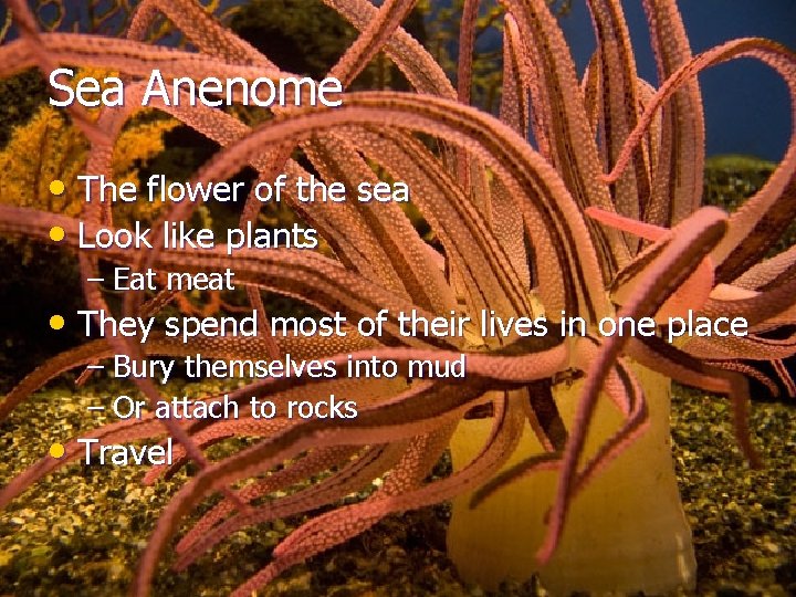 Sea Anenome • The flower of the sea • Look like plants – Eat
