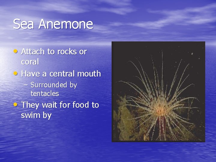 Sea Anemone • Attach to rocks or • coral Have a central mouth –