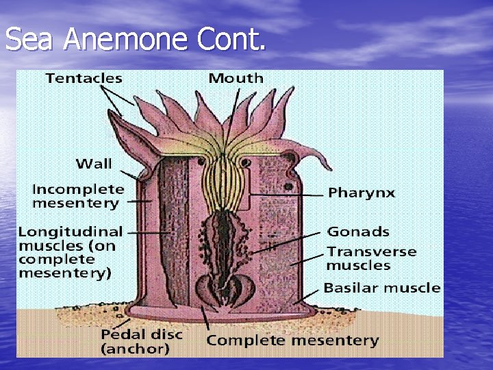 Sea Anemone Cont. 