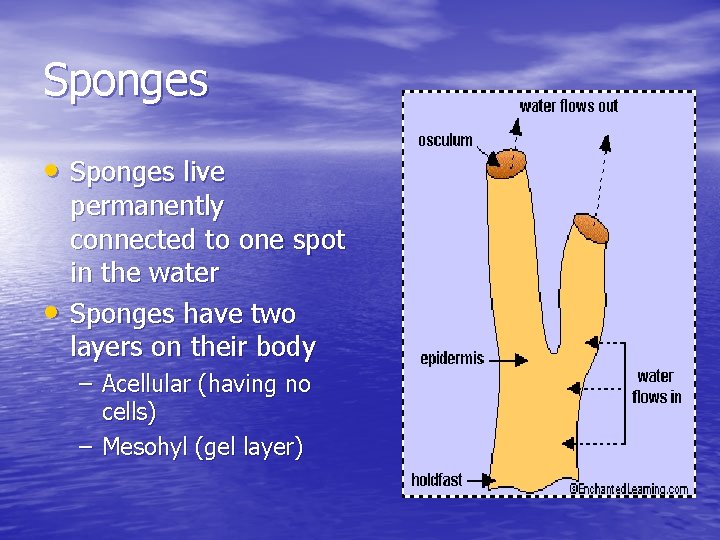 Sponges • Sponges live • permanently connected to one spot in the water Sponges