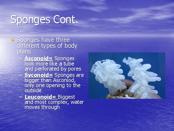 Sponges Cont. • Sponges have three different types of body plans – Asconoid= Sponges