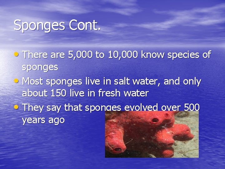 Sponges Cont. • There are 5, 000 to 10, 000 know species of sponges