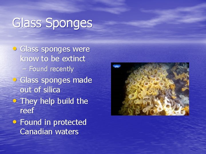 Glass Sponges • Glass sponges were know to be extinct – Found recently •