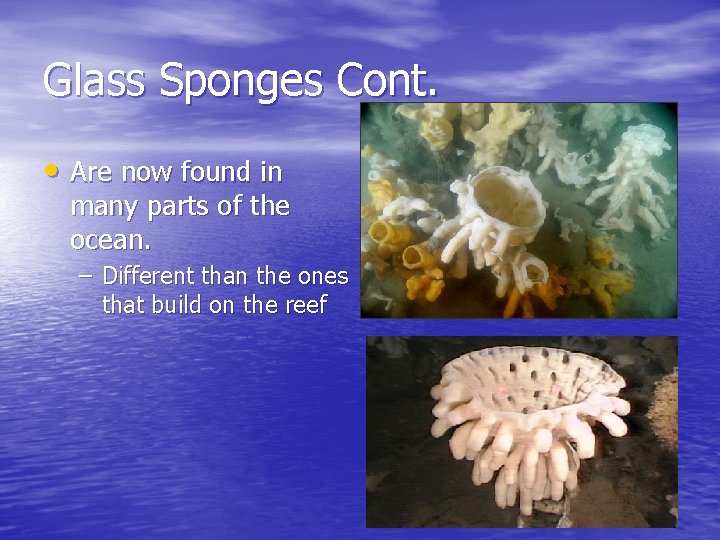 Glass Sponges Cont. • Are now found in many parts of the ocean. –