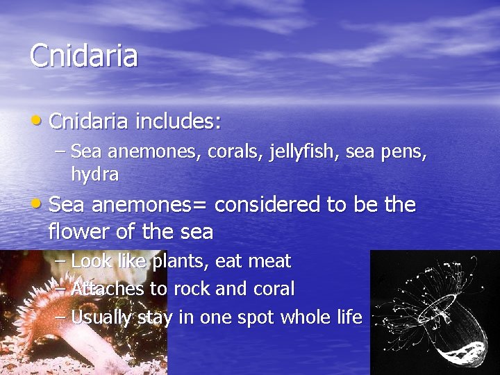 Cnidaria • Cnidaria includes: – Sea anemones, corals, jellyfish, sea pens, hydra • Sea