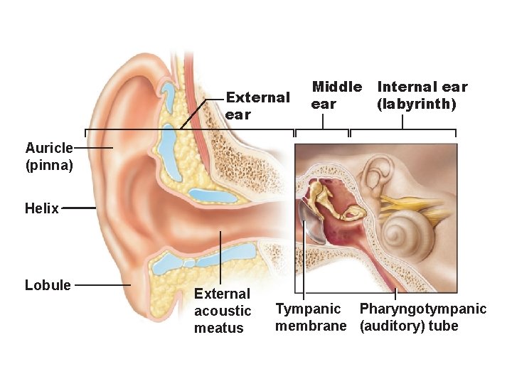 External ear Middle ear Internal ear (labyrinth) Auricle (pinna) Helix Lobule External acoustic meatus