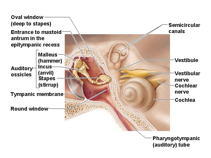 Oval window (deep to stapes) Entrance to mastoid antrum in the epitympanic recess Auditory