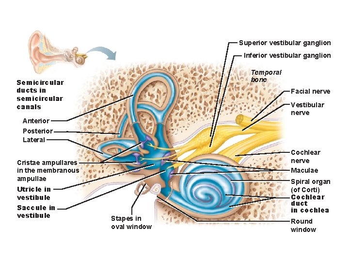 Superior vestibular ganglion Inferior vestibular ganglion Temporal bone Semicircular ducts in semicircular canals Facial