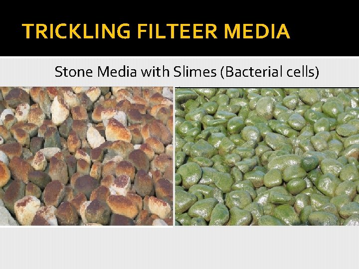 TRICKLING FILTEER MEDIA Stone Media with Slimes (Bacterial cells) 