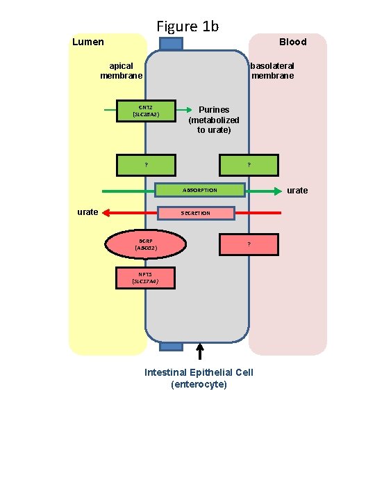 Figure 1 b Lumen Blood apical membrane basolateral membrane CNT 2 (SLC 28 A