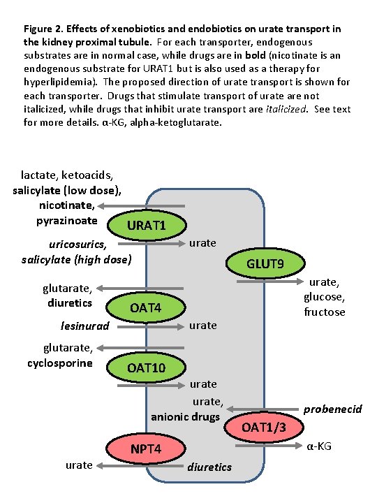 Figure 2. Effects of xenobiotics and endobiotics on urate transport in the kidney proximal