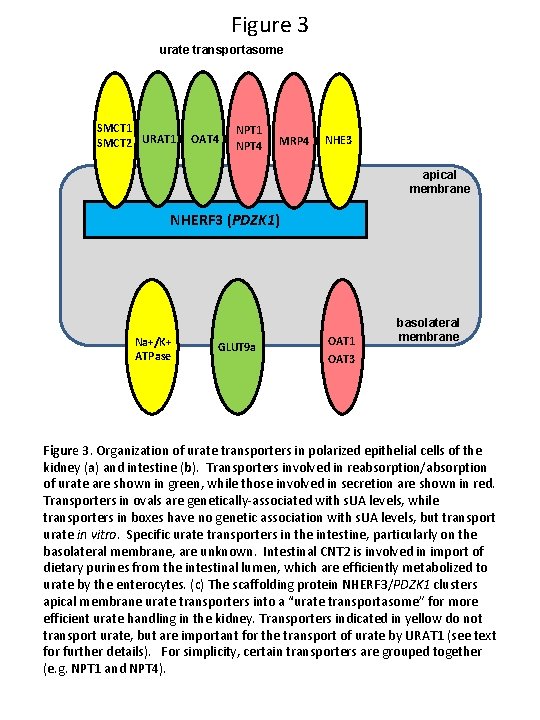 Figure 3 urate transportasome SMCT 1 SMCT 2 URAT 1 OAT 4 NPT 1
