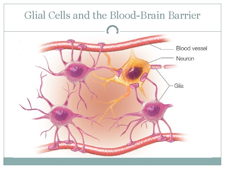 Glial Cells and the Blood-Brain Barrier 