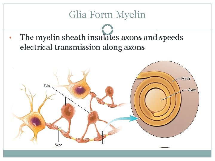 Glia Form Myelin • The myelin sheath insulates axons and speeds electrical transmission along