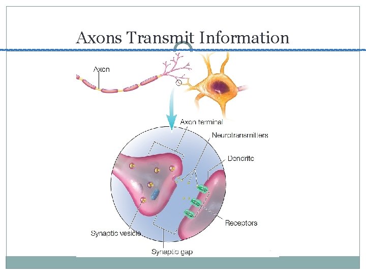 Axons Transmit Information 