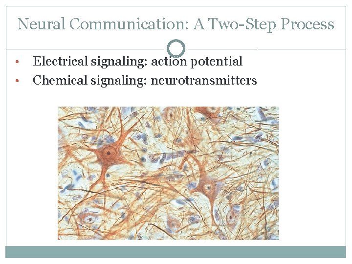 Neural Communication: A Two-Step Process • • Electrical signaling: action potential Chemical signaling: neurotransmitters