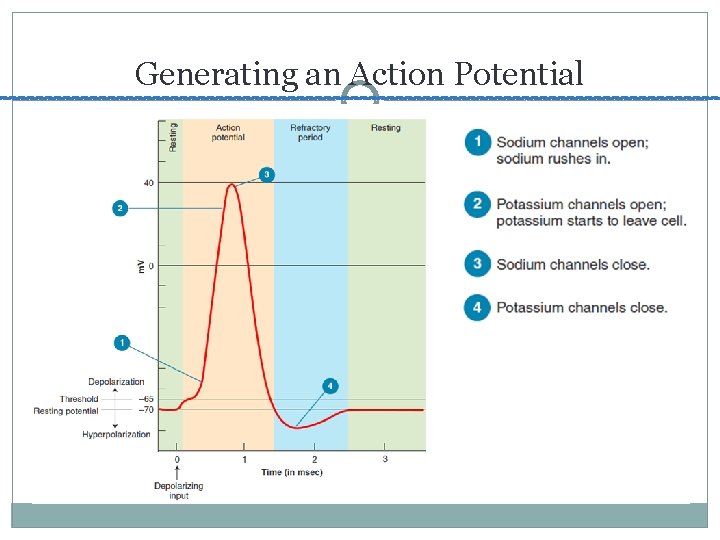 Generating an Action Potential 