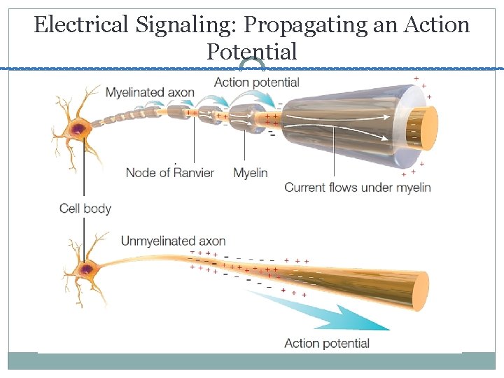 Electrical Signaling: Propagating an Action Potential 