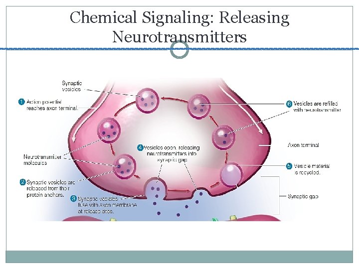 Chemical Signaling: Releasing Neurotransmitters 