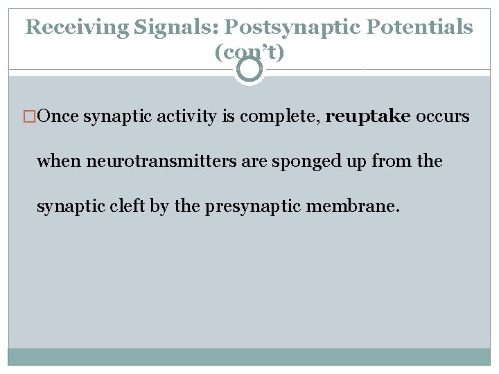 Receiving Signals: Postsynaptic Potentials (con’t) �Once synaptic activity is complete, reuptake occurs when neurotransmitters