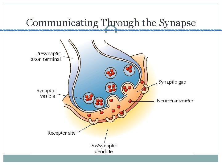 Communicating Through the Synapse 