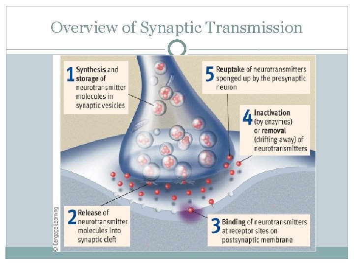 Overview of Synaptic Transmission 