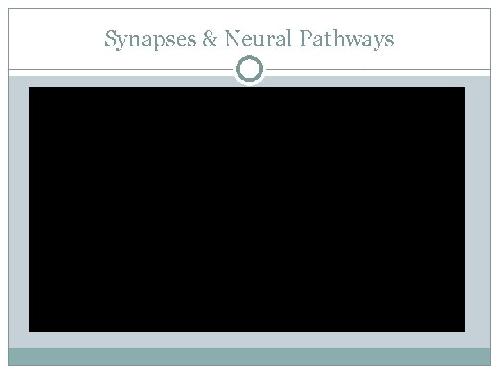 Synapses & Neural Pathways 