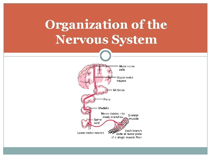 Organization of the Nervous System 