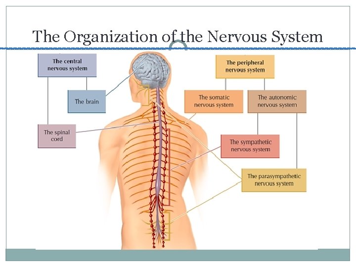 The Organization of the Nervous System 