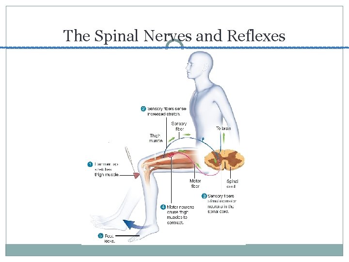 The Spinal Nerves and Reflexes 
