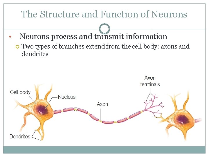 The Structure and Function of Neurons process and transmit information • Two types of