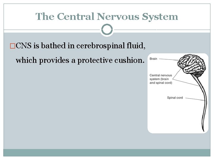 The Central Nervous System �CNS is bathed in cerebrospinal fluid, which provides a protective