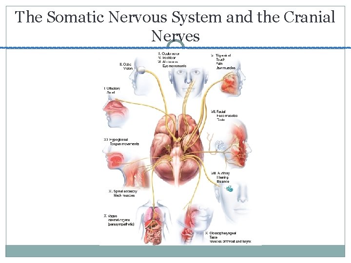 The Somatic Nervous System and the Cranial Nerves 