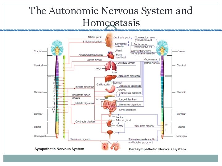 The Autonomic Nervous System and Homeostasis 