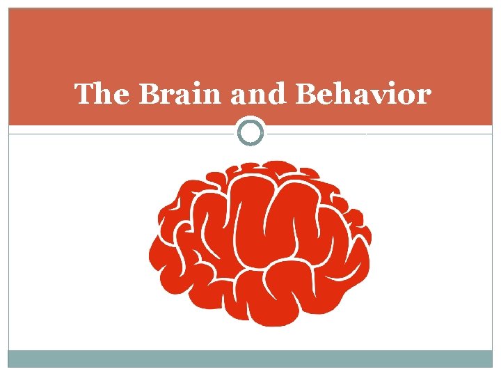 The Brain and Behavior 