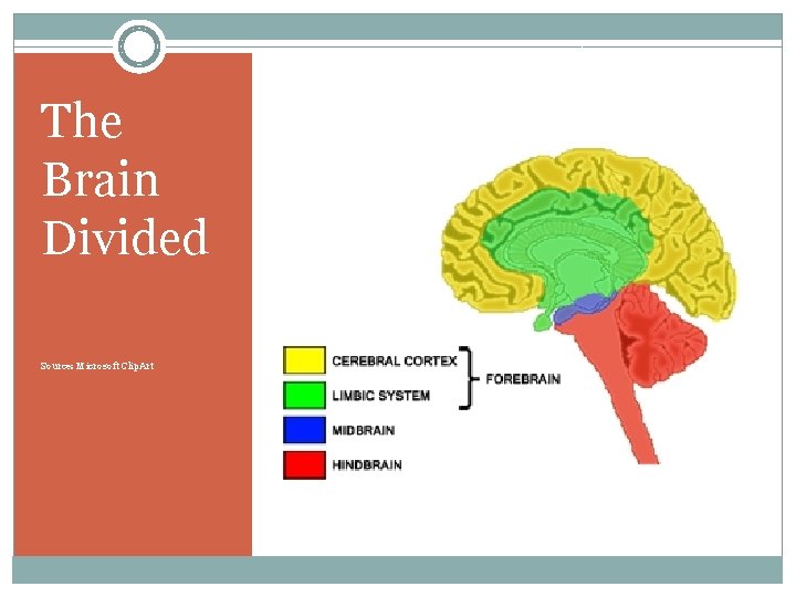 The Brain Divided Source: Microsoft Clip. Art The Brain Divided 