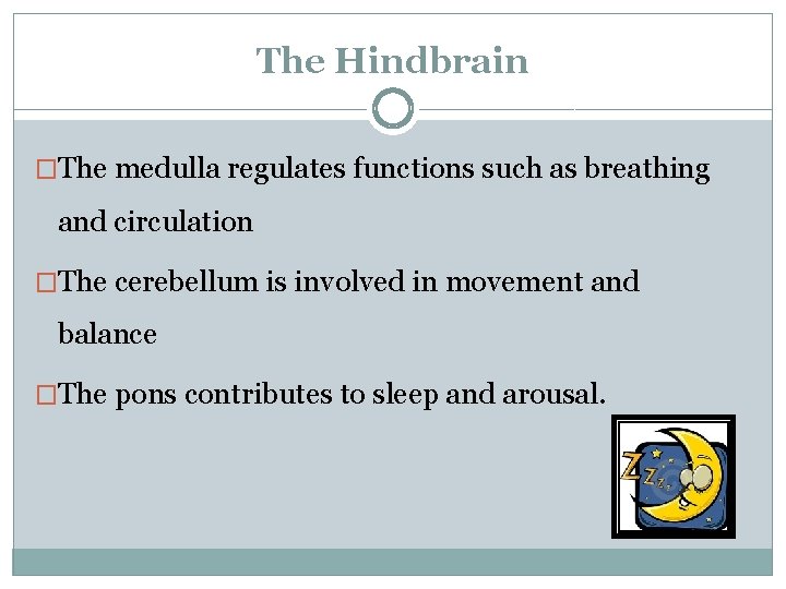 The Hindbrain �The medulla regulates functions such as breathing and circulation �The cerebellum is